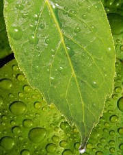 condensation.jpg